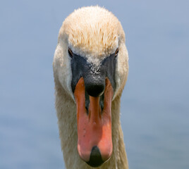 Schöner Schwan an einem Sonnigen Tag