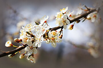 spring blossom in spring