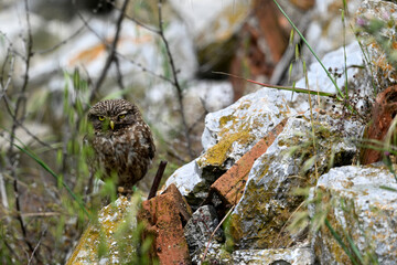 Steinkauz sitzt im Bauschutt // Little Owl sits in construction rubble (Athene noctua)