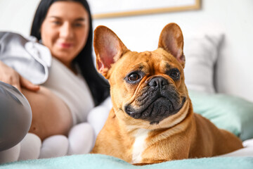 Young pregnant woman with French bulldog in bedroom, closeup
