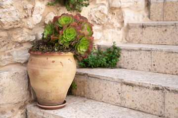 Blossoming sempervivum tectorum in clay flowerpot on the stone steps of a porch