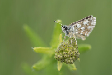 Obraz premium butterfly on leaf