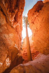 Arbre dans une faille dans Navajo Loop - bryce canyon, voyage