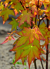 Klon palmowy Orange Dream, (Acer palmatum), klon odmiana Orange Dream, Japanese maple, palmate maple, smooth Japanese maple, Japanese Maple Orange Dream