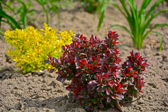 Berberys Thunberga (Berberis thunbergii), czerwony i ż&oacute;łty berberys, kolorowy berberys, Japanese barberry, Thunberg's barberry, red barberry	
