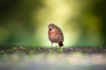 Fototapete bei efototapeten.de bestellen   