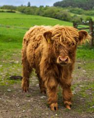 Little highland scottish hairy cow