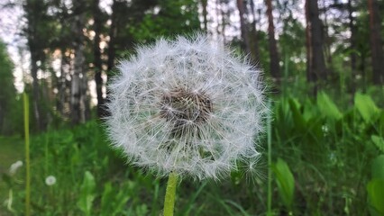 Dandelion flower against a background of grass and forest. The seeds are ripe and ready to disperse when the wind blows