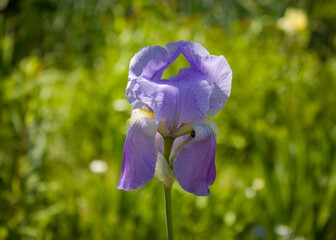 Light blue iris flower, very beautiful, bright and delicate against a blurred background of summer greenery.