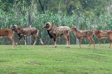 Herds of animals in the Parque Zoologico Lecoq in the capital of Montevideo in Uruguay