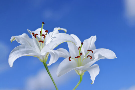 White Madonna Lily. Close-up of Lilium flower on blue background. Beautiful Lilium Candidum flower. Easter Lily flowers greeting card. White Lily 
Lilies blooming on blue sky. Beautiful spring plant 