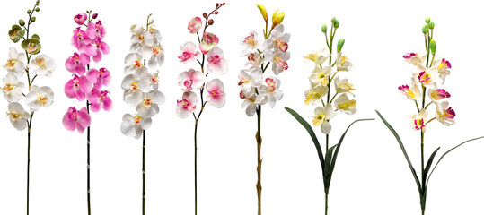 set of flowers on transparent background © Anthony