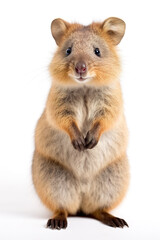 Obraz premium A friendly quokka standing on its hind legs on white background. Generative AI.