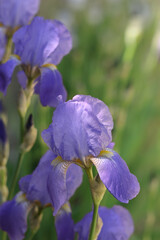 Close-up of a Purple  blue Violet flower iris on blurred green natural background. Purple Violet Iris or Bearded Iris on the background of bright green landscaped garden. Lots of irises