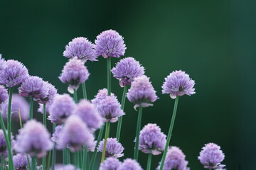 Lauch Blüte von Schnittlauch, grün und lila