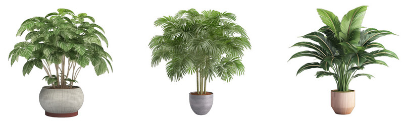 Obraz premium Collection set of ornamental plants in pots on a transparent background, generative ai