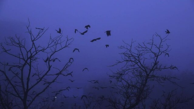 flying crows from a tree at dusk