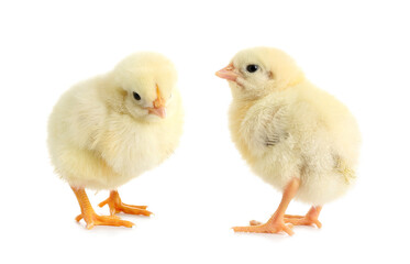 Cute little chicks on white background