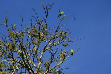 AVES E NATUREZA 