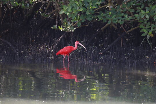 AVES E NATUREZA 