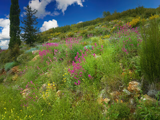 Obraz premium Spring in Greece. May, flowering hillside in the hills of Lefkada, Greece. Deep blue sky with some clouds. 