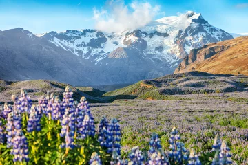 Printed roller blinds North Europe Breathtaking view of typical Icelandic landscape with field of blooming lupine flowers next to the mountains.
