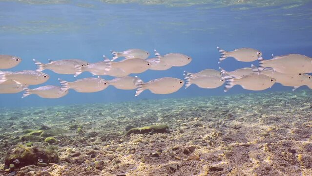 Shoal of Barred flagtail, Fiveband flagtail or Five-bar flagtail (Kuhlia mugil) swims in blue water over sandy-stony bottom on sunny day in sunburst, Slow motion