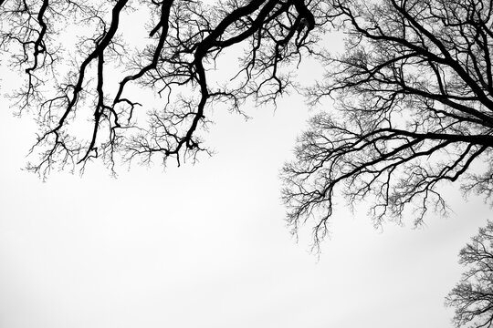 Leafless Oak tree branches silhouette. Black and white. Natural oak tree branches silhouette on a white background. Silhouettes of a dark gloomy forest with textured trees on a white background. 