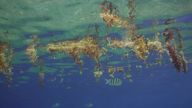 Fragments of Seaweed Brown Sargassum (Sargasso weed) drifting on blue water surface on daytime under alga swims tropical fishes, underwater shot, slow motion