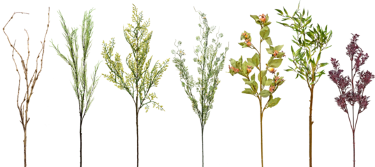 set of plants on transparent background