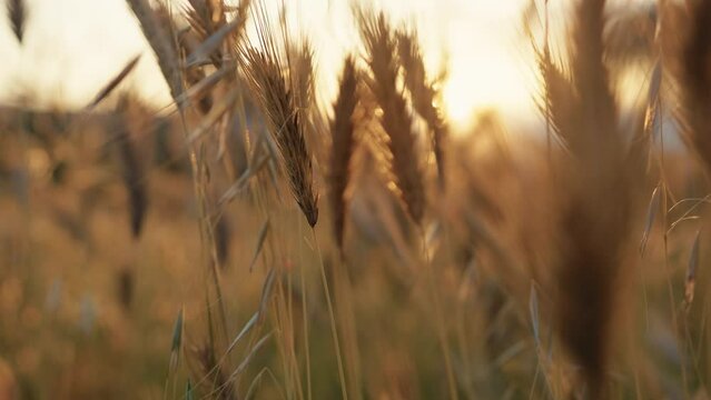 Ears Of Wheat At Sunset light 