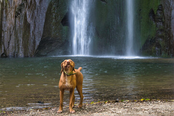 posing dog looking happy into camera in front of a waterfall