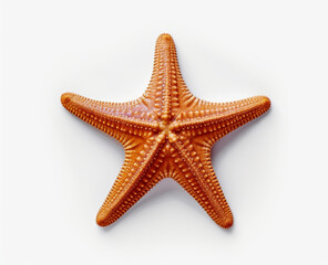 Starfish in orange color, on white background