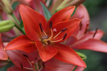 Lilium. Beautiful flower of red Lily in the garden on a summer day.  Red Lily close up. Lilies blooming close up. Orange tropical flower  lily. Beautiful red pink Asiatic Lily with green background 