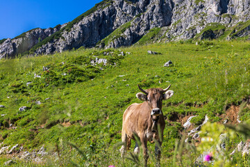 Fototapeta premium Kuh - Allgäu - Berge