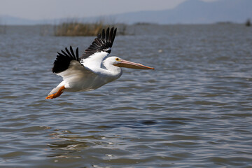 Fototapeta na wymiar Pelicans in Mexico