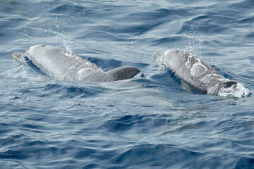 Delfinjungtier mit Mutter © Daniel B.