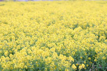 菜の花畑