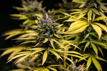 marijuana cannabis flower bud background