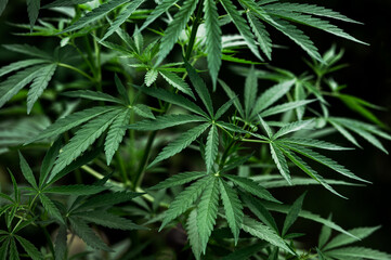 Naklejka na ściany i meble Weed backgrounds marijuana cannabis leaves