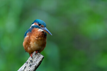 Eisvogel