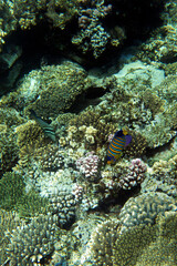 Plakat View of coral reef in Sharm El Sheik