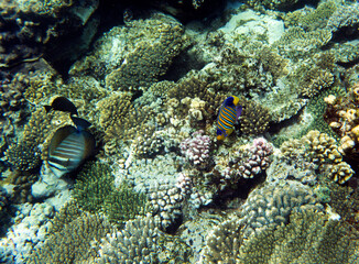 View of coral reef in Sharm El Sheik