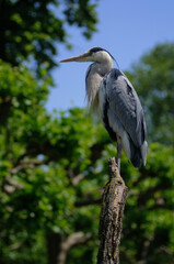 grey heron ardea cinerea
