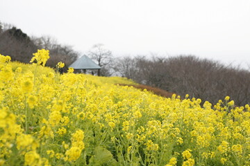 菜の花畑
