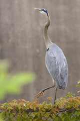 Great Blue Heron by the lake