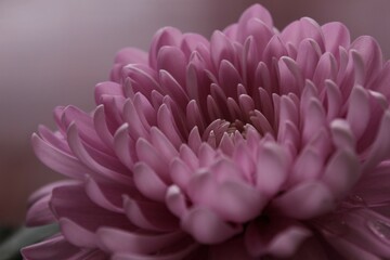 close up of pink dahlia