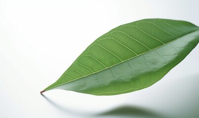 Obraz premium a green leaf is shown on a white background with a shadow of the leaf on the left side of the image and the top of the leaf on the right side of the left. generative ai
