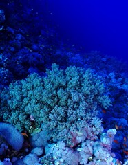 Corals and fish, dark blue tropical ocean. Scuba diving on the reef, marine life. Underwater...