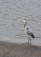 Great Blue Heron by the lake